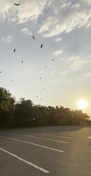 Birds Silhouettes in Sky at Sunrise, Nature Background
