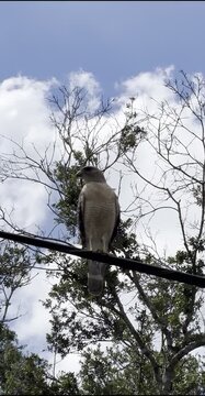 Wild Bird Perched on Tree Branch in Winter Sky