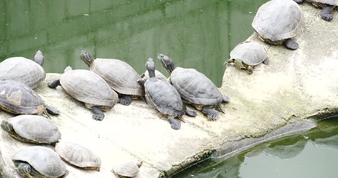 Group of red eared slider turtles resting on a concrete ledge by pond water