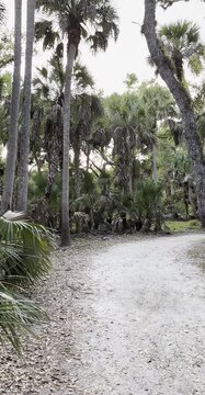 Tropical Forest and Palm Trees Near Water, Nature Landscape