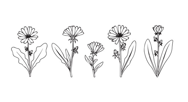 Set of hand drawn dandelion flowers and leaves sketch illustration with dandelion botanical handdrawn illustration isolated wildflower minimalist monochrome decoration blooming decorative