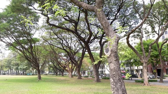 Lush Green Park with Large Trees at Chulalongkorn University in Bangkok
