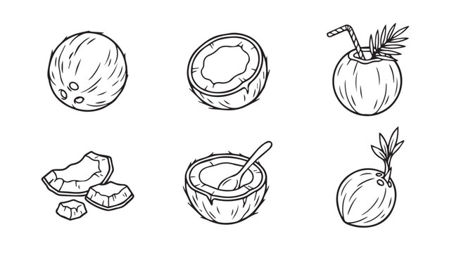 Set of coconut fruit illustrations in hand drawn outline style with tropical refreshing vegetarian illustration monochrome isolated collection refreshment ingredient nutrition vitamins