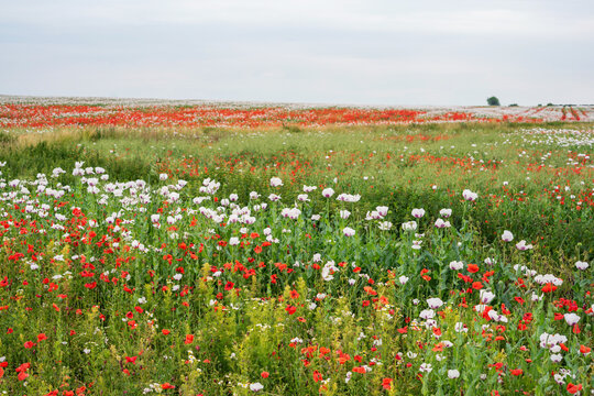 Field of flowering white and red poppies. Plant floral background