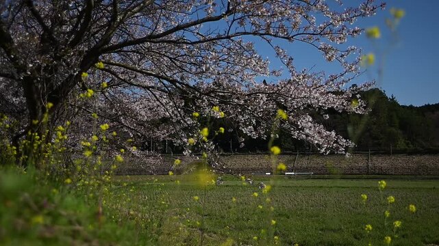 桜咲く伊吹山麓を走る東海道新幹線N700A（東海道新幹線 岐阜羽島 - 米原, 2025年4月）