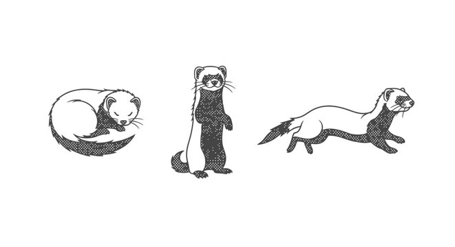 Playful Ferret Illustrations in Various Funny Poses.
