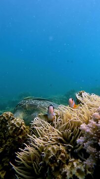 Green sea turtle (Chelonia mydas) feeding with remoras attached to it and framed by yellowtail anemonefish (Amphiprion clarkii) among swaying snakelocks anemone in the foreground. Dauin, Philippines