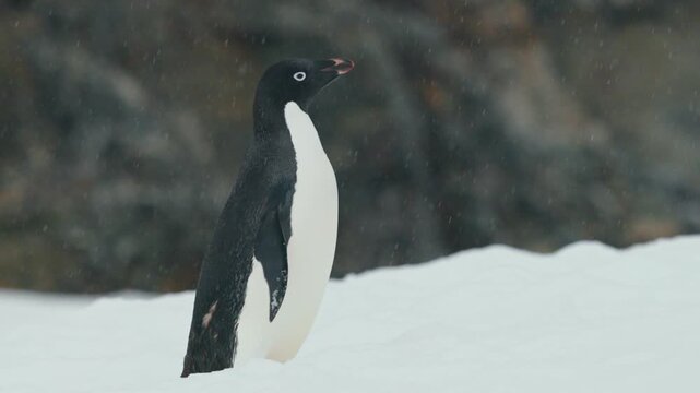 Adelie Penguins Standing In Snow-covered Ground In Antarctica. Close-up Shot
