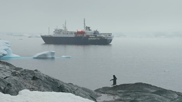 Adelie Penguin With Tourist Expedition Ship Of MV Ortelius In The Background In Antarctica. Wide Shot