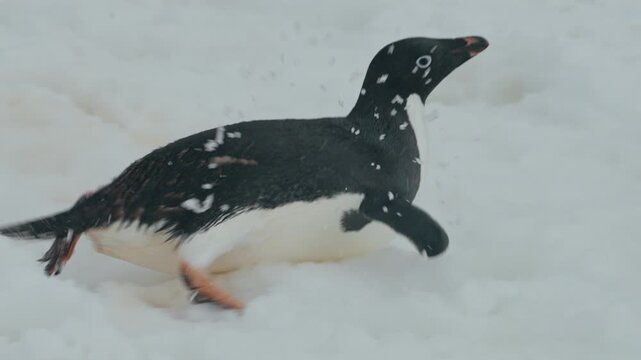 Crawling Adelie Penguin Over The Snowy Plains Of Antarctica. Tracking Shot