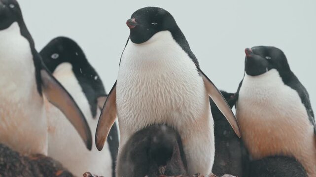 Falling Snow With Ad&eacute;lie Penguins And Chicks In Antarctica. Close-up Shot