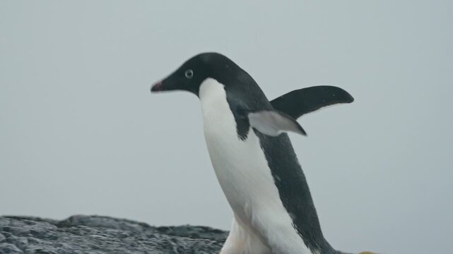 Adult Adelie Penguin Walking In Snow Rocky Shores In Antarctica. Tracking Shot