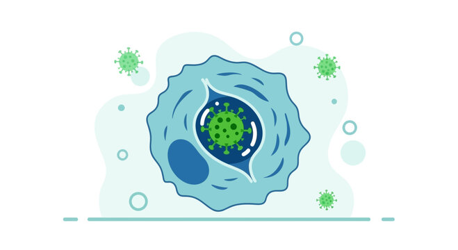 Virus infecting cell, microscopic view, scientific illustration