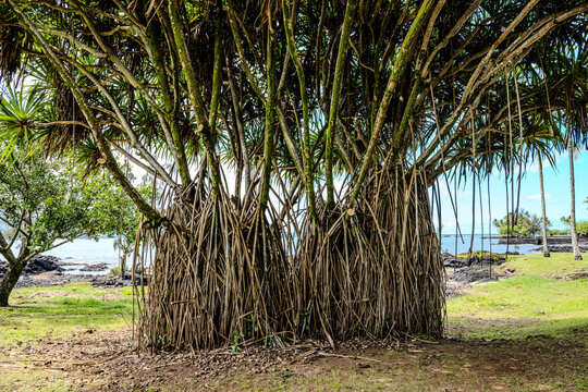 Pandanus, Screw Pine, Screw Palm, 