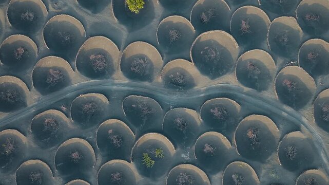 Top down aerial drone shot of the vineyards of La Geria, Lanzarote, revealing volcanic stone formations and vines in black ash terrain