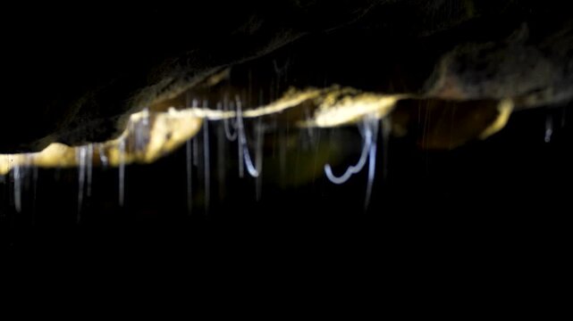 Illuminated Arachnocampa Luminosa, Dark Subterranean Background, Waitomo Cave, New Zealand