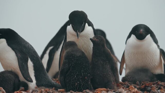 Adult Adelie Penguins With Babies - Species Endemic To Antarctica. Close-up Shot
