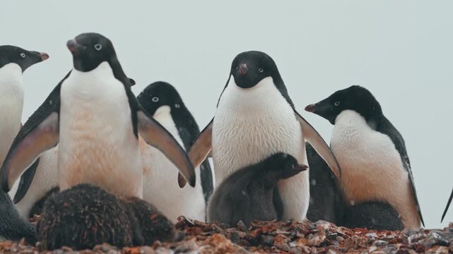 Colony Of Ad&eacute;lie Penguins With Babies During Snowfall In Rocky Antarctic. Close-up Shot
