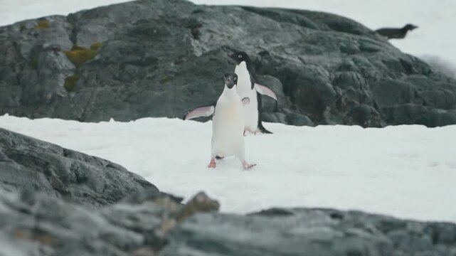 Ad&eacute;lie Penguins Over Snowscape Antarctic Coast. Tracking Shot