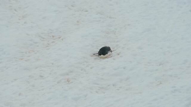 Adelie Penguin Sliding On Its Belly Over The Snowscape In Antarctica. High Angle Shot