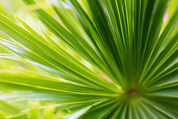 Obraz premium Sage green palm branch fronds with serrated edges for organic skincare branding, tropical spa resort backdrops and natural wellness advertising backgrounds
