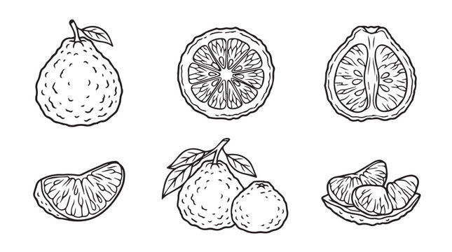Set of hand drawn ugli fruit illustrations with tropical illustration collection isolated botanical monochrome handdrawn detailed vegetarian ingredient