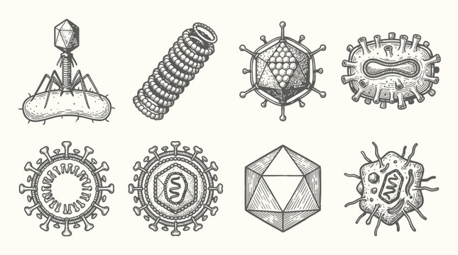 Diverse Microbe Collection: Viruses and Bacteriophage