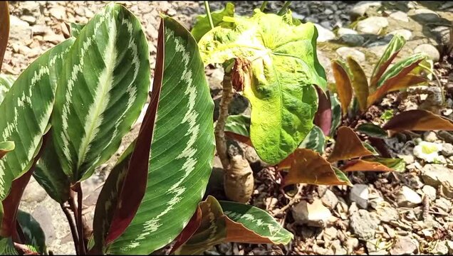 Beautiful Tropical Calathea Leaves with Green Patterns in Nature