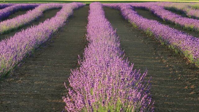 Beautiful rows of lavender flowers form a symmetrical pattern beneath soft evening light in Hokkaido, Japan. The vivid purple colors and orderly composition create a calming and elegant summer landsca