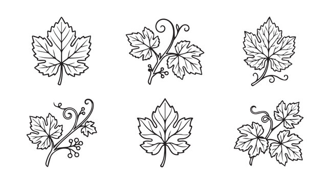 Hand drawn collection of grapevine leaves and tendrils vector illustration set with botanical illustration collection monochrome isolated vineyard detailed agriculture ornamental decoration