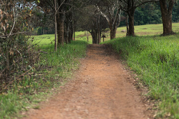 Fototapeta premium Serene Pathway Through Lush Greenery in Yai Tourist Destination