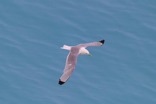 Northern Fulmar off North Coast British Columbia, Alaska.