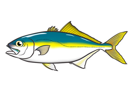魚イラスト　「ワカシ(ブリの子)」ややデフォルメ・輪郭あり　ベクター形式　白背景(pngは背景透過)・単体
