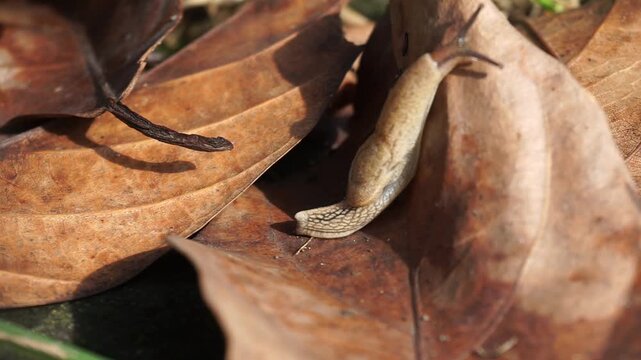 A small, brown, shellless snail moves on a large, dry autumn leaf. This land-dwelling gastropod mollusk stretches its slimy body to climb a blade of wild green grass on the ground.