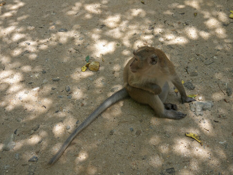 Long-tailed macaque with clean fluffy fur sitting on the ground