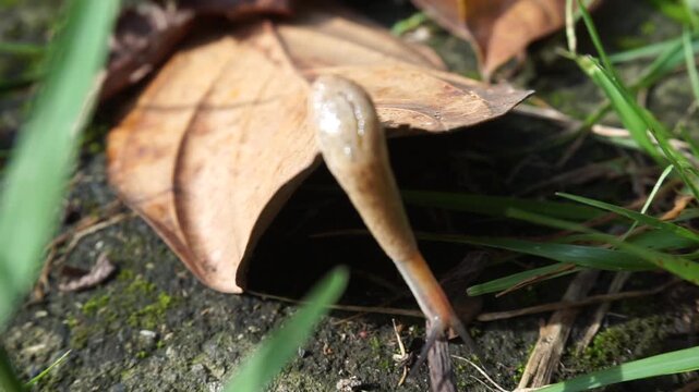 A small, brown, shellless snail moves on a large, dry autumn leaf. This land-dwelling gastropod mollusk stretches its slimy body to climb a blade of wild green grass on the ground.