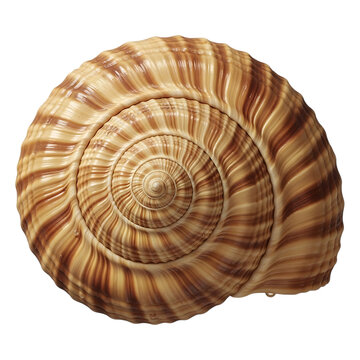 A single spiral sea shell with brown and tan striped patterns