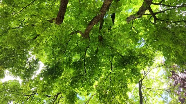 Low Angle View of Vibrant Green Tree Canopy in Summer Sunlight