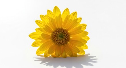 Obraz premium A single bright yellow flower head isolated on a clean white background.