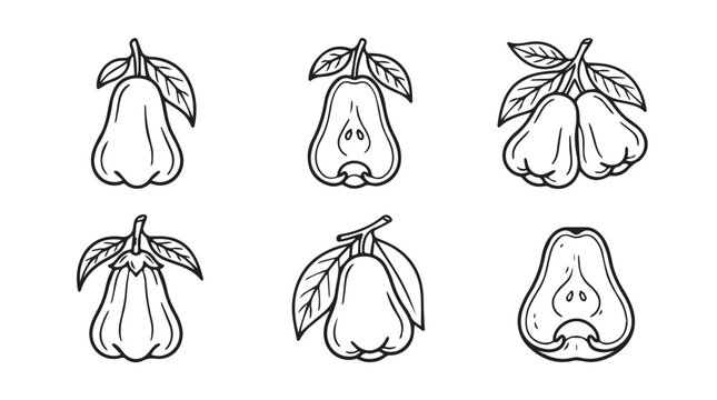 Collection of hand drawn line art rose apple fruit variations with botanical illustration monochrome isolated collection agriculture ingredient nutrition vegetarian detailed