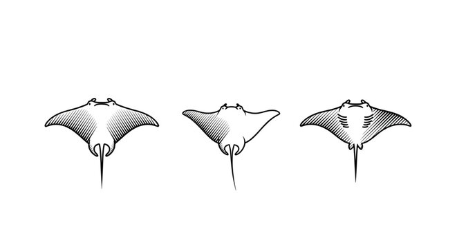 Three stylized manta ray silhouettes in monochrome detail.
