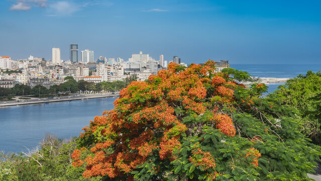 Beautiful urban landscape. Multi-storey buildings against the blue sky. Cars on the embankment, boats in the bay. There is a flowering Delonix regia flame tree in the foreground. Cuba. Havana.