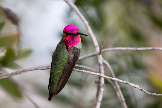 Male Anna&rsquo;s Hummingbird Perched On Branch With Bright Pink Gorget