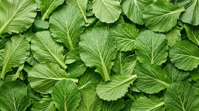 A dense overhead view of vibrant green mustard greens with prominent veins and textured surfaces filling the entire frame