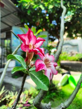 japan kamboja or desert rose. another plant name is adenium obesum