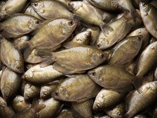 Fototapeta premium A dense pile of small golden brown fish with visible scales and fins filling the entire frame seafood