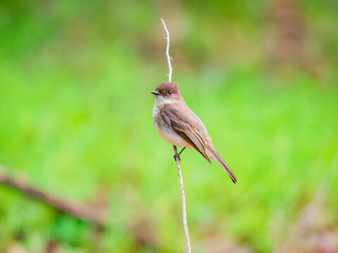 Small Eastern Phoebe songbird perched on a thin vertical twig against a soft vibrant green blurred background