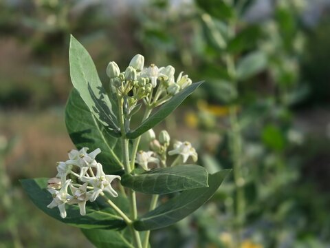 Calotropis Images  Browse 3,336 Stock Photos, Vectors, and Video | Adobe  Stock