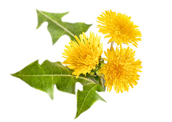 Dandelion flowers with leaves on a white isolated background, top view © Ирина Гутыряк
