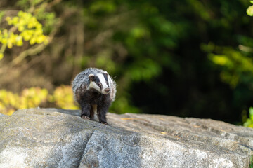 The Forest Badger (Meles Meles) in its typical drenching. The badger is a beast of the weasel family. © vaclav